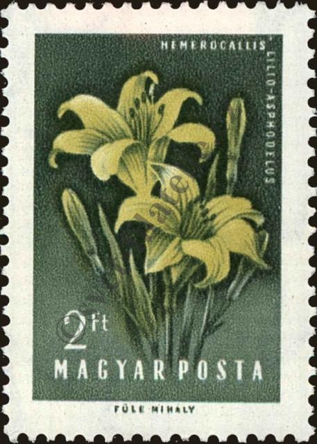 Catalog number: 1539/A