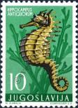 Stamp Yugoslavia Catalog number: 795