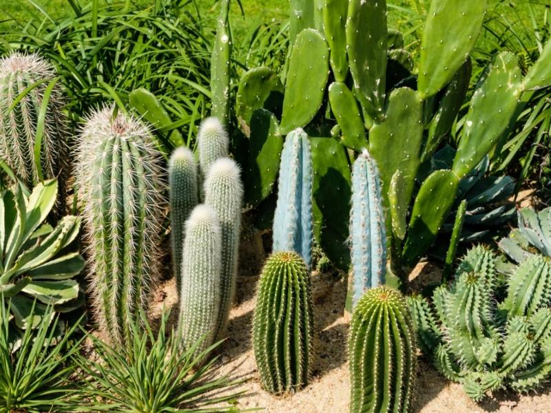 Cacti and succulents